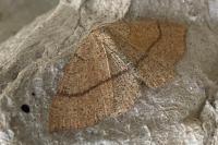 Cyclophora ruficiliaria