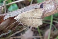 Parapoynx stratiotata