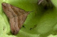 Hypena proboscidalis