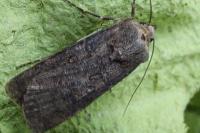 Agrotis segetum