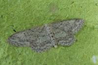 Idaea seriata