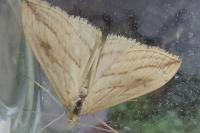 Evergestis forficalis