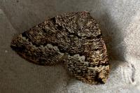 Pungeleria capreolaria