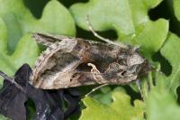 Autographa gamma
