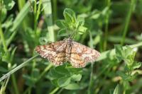 Ematurga atomaria