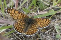 Melitaea cinxia