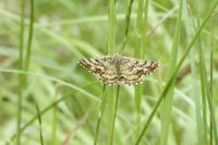 Ematurga atomaria