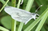 Leptidea sinapis