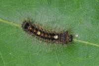 Lymantria dispar