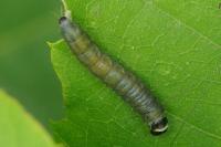 Archips xylosteana
