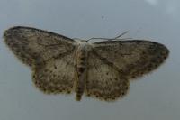 Idaea seriata