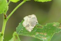 Stegania trimaculata