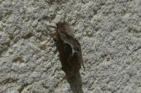 Korscheltellus lupulinus