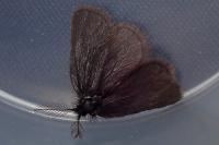 Epichnopterix plumella