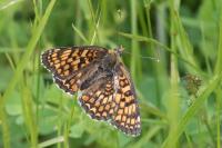 Melitaea phoebe