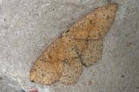 Cyclophora porata