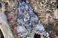 Acronicta megacephala