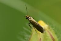 Micropterix calthella