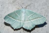 Campaea margaritaria