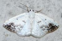 Lomographa temerata
