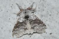 Calliteara pudibunda