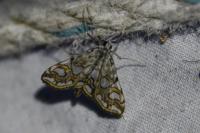Elophila nymphaeata