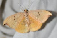 Watsonalla binaria