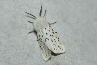 Spilosoma lubricipeda