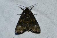 Craniophora ligustri