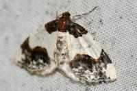 Ligdia adustata