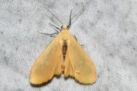 Wittia sororcula