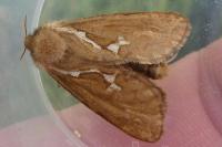 Korscheltellus lupulinus