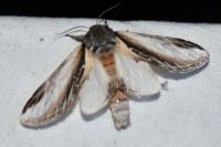 Pheosia tremula