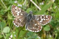 Pyrgus malvae