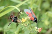 Zygaena trifolii