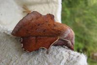 Phyllodesma tremulifolia