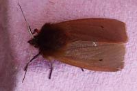 Phragmatobia fuliginosa