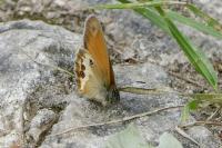 Coenonympha arcania