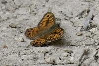 Lasiommata megera