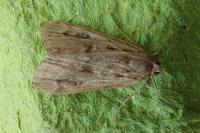 Parapoynx stratiotata