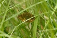 Euclidia glyphica