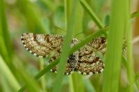 Ematurga atomaria