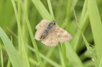 Erynnis tages