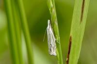 Crambus lathoniellus