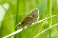Coenonympha pamphilus