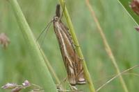 Crambus lathoniellus
