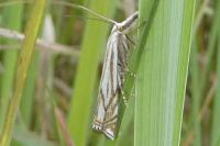 Crambus lathoniellus