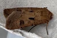 Agrotis exclamationis