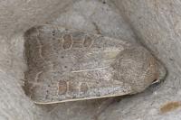 Hoplodrina ambigua