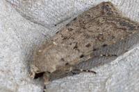 Caradrina clavipalpis